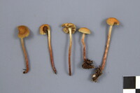 Hypholoma polytrichi image